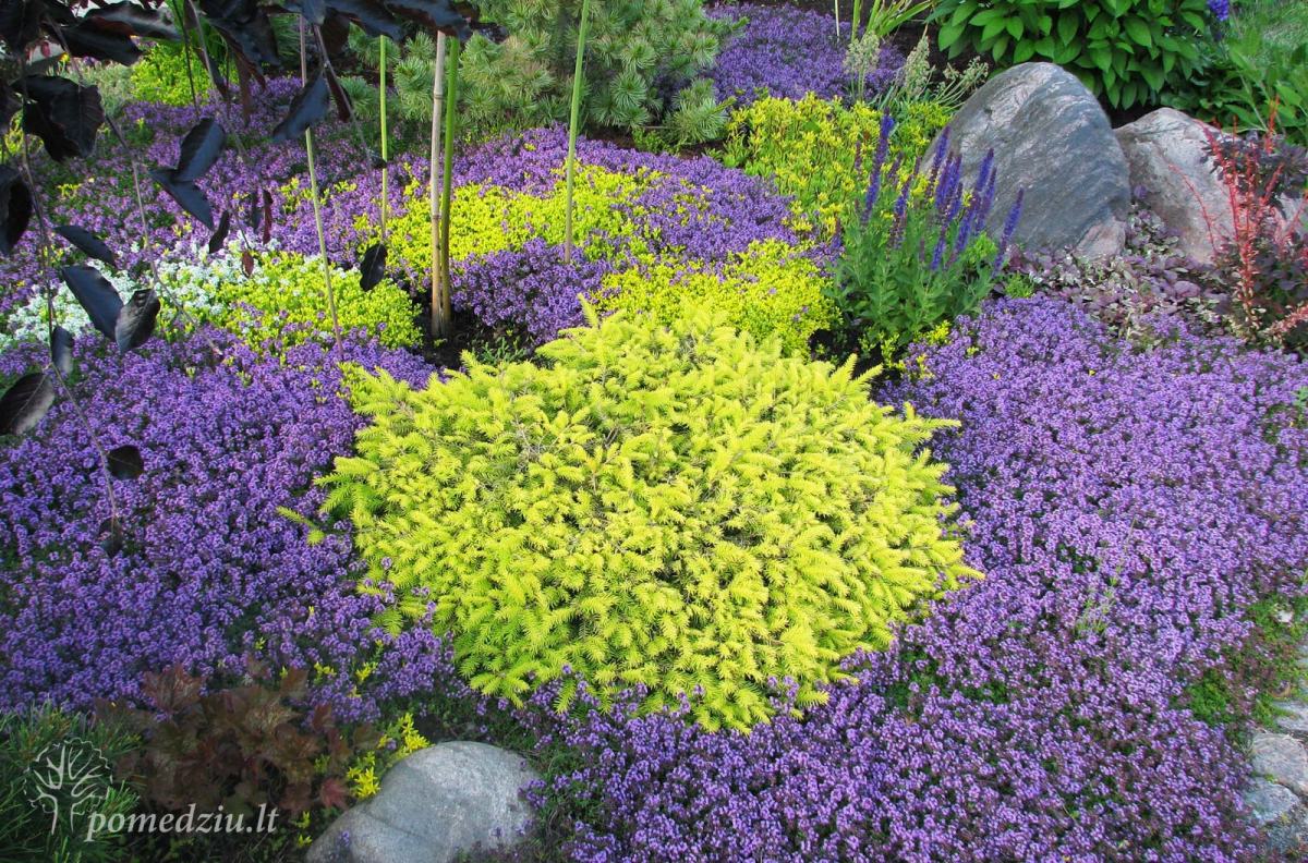 Kiemo augalai: salotinė eglutė